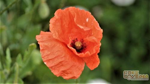 虞美人视频,穿越时空的绝美爱情传奇