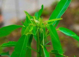 跳舞草跳舞视频,揭秘跳舞草的神奇舞姿