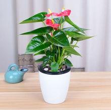 养花视频大全,轻松掌握园艺技巧，打造美丽家园