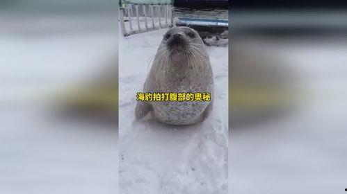 海豹拍打肚子的视频,揭秘海洋生物的趣味生活