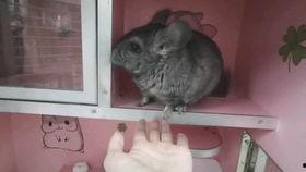 龙猫生宝宝视频,温馨视频记录宝宝诞生瞬间