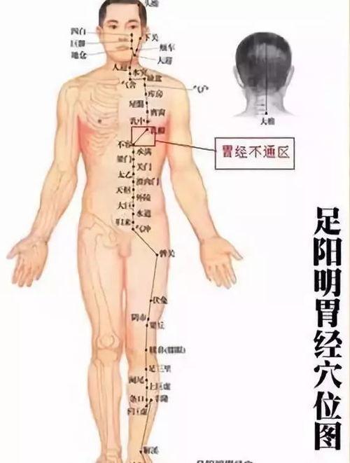 敲胃经视频,揭秘养胃保健的神奇之道