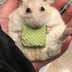 关于仓鼠的视频,视频揭秘其可爱日常与饲养技巧